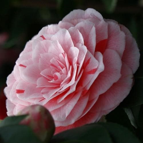 Camellia jap. Bonomiana - Image 3