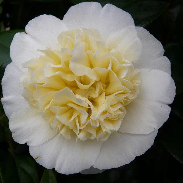 Camellia jap. Brushfields Yellow