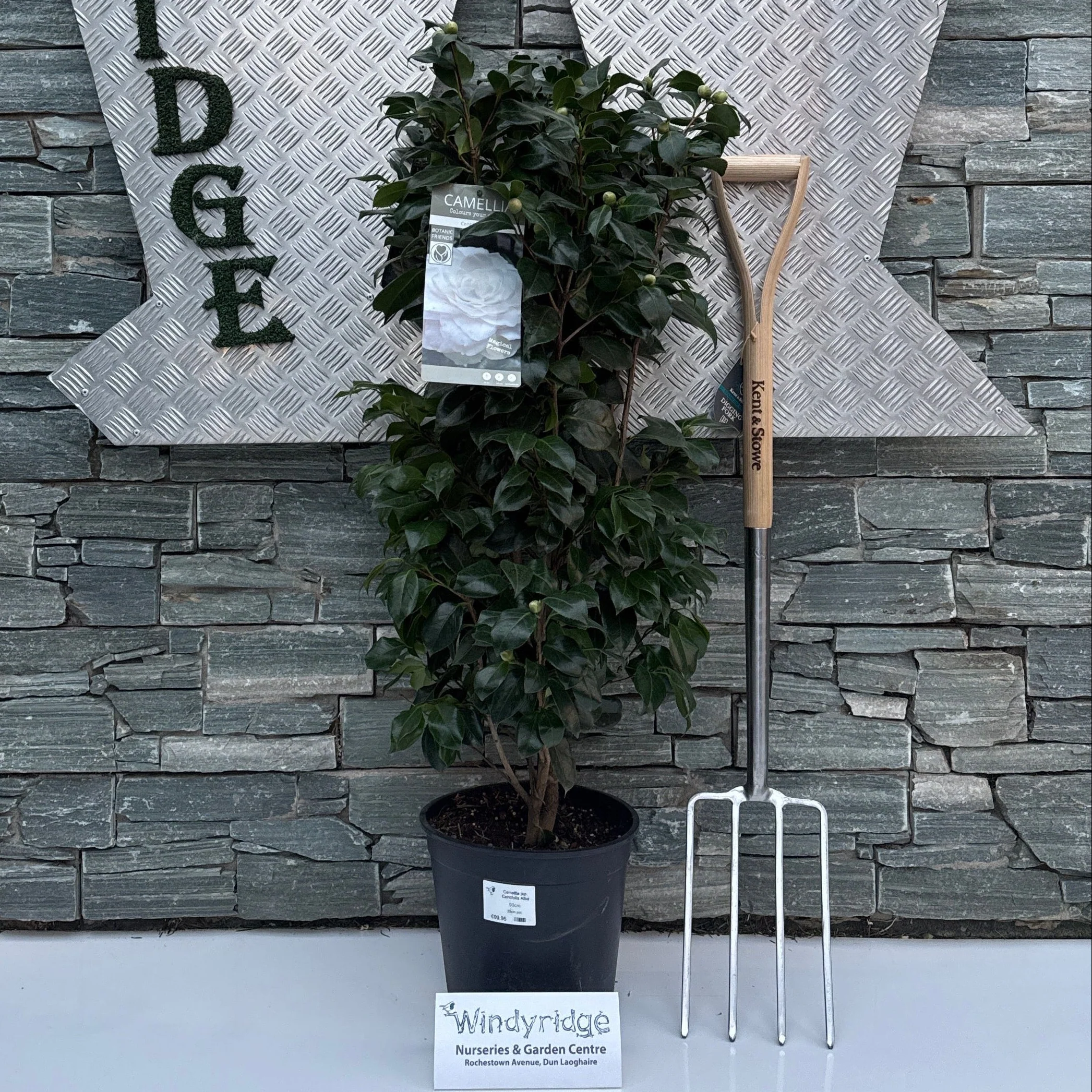 Camellia jap. Centifolia Alba