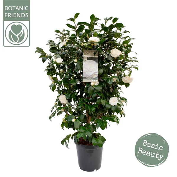 Camellia jap. Centifolia Alba - Image 3