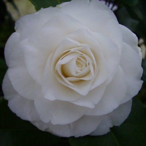 Camellia jap. Centifolia Alba - Image 4