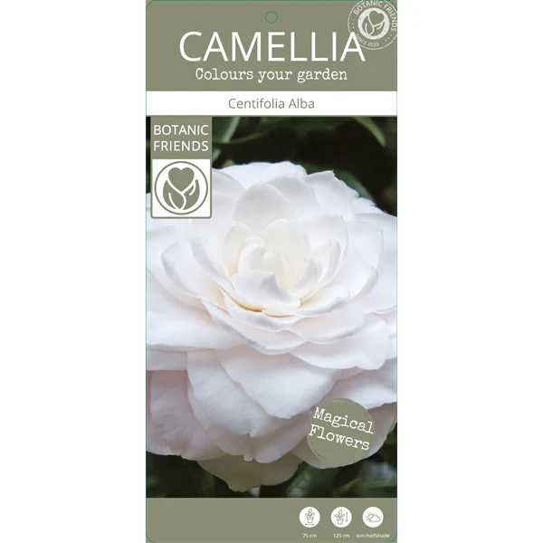 Camellia jap. Centifolia Alba - Image 5