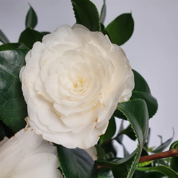 Camellia jap .Centifolia Alba - Image 2