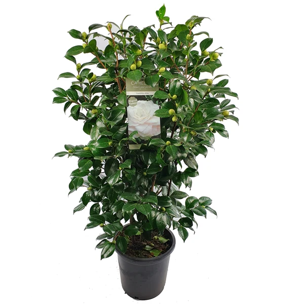 Camellia jap .Centifolia Alba - Image 3