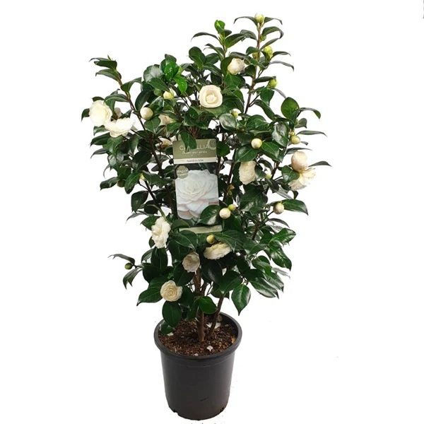 Camellia jap .Centifolia Alba - Image 4