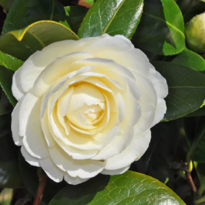 Camellia Jap Dahlonega