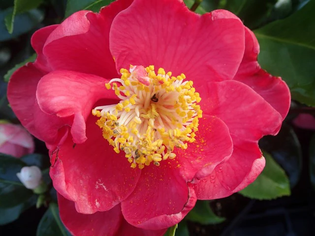 Camellia jap. Dr. King - Image 4