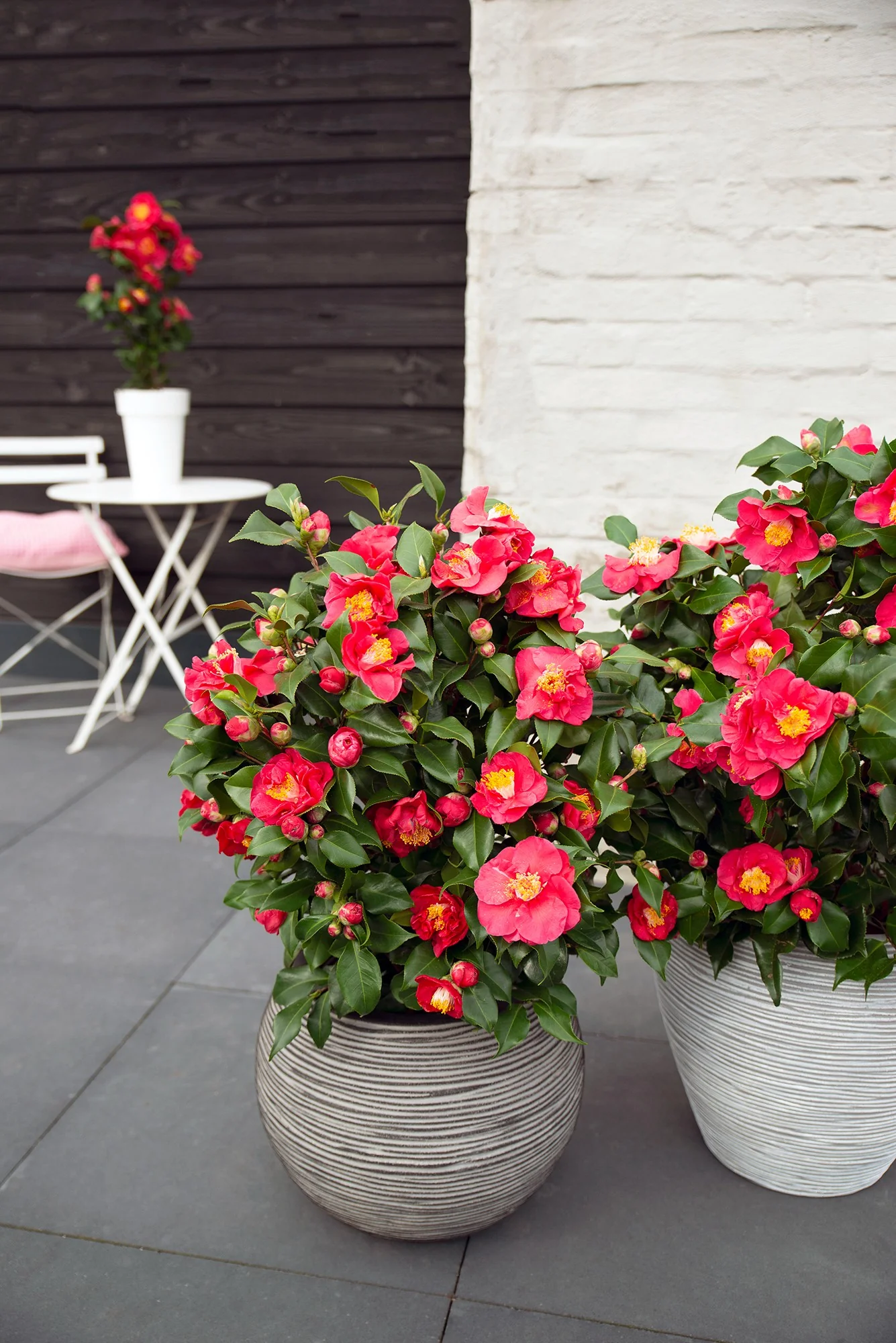 Camellia jap. Dr. King - Image 5