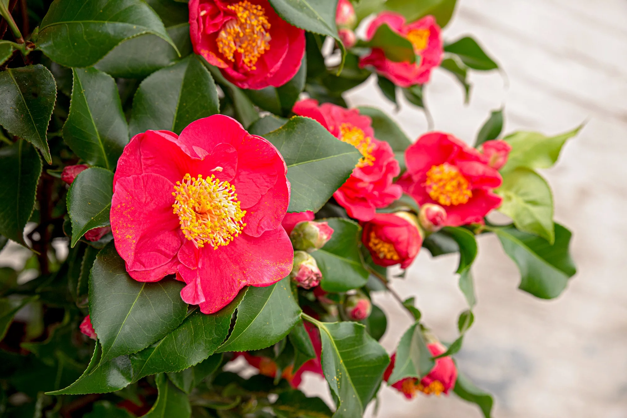 Camellia jap. Dr. King - Image 6