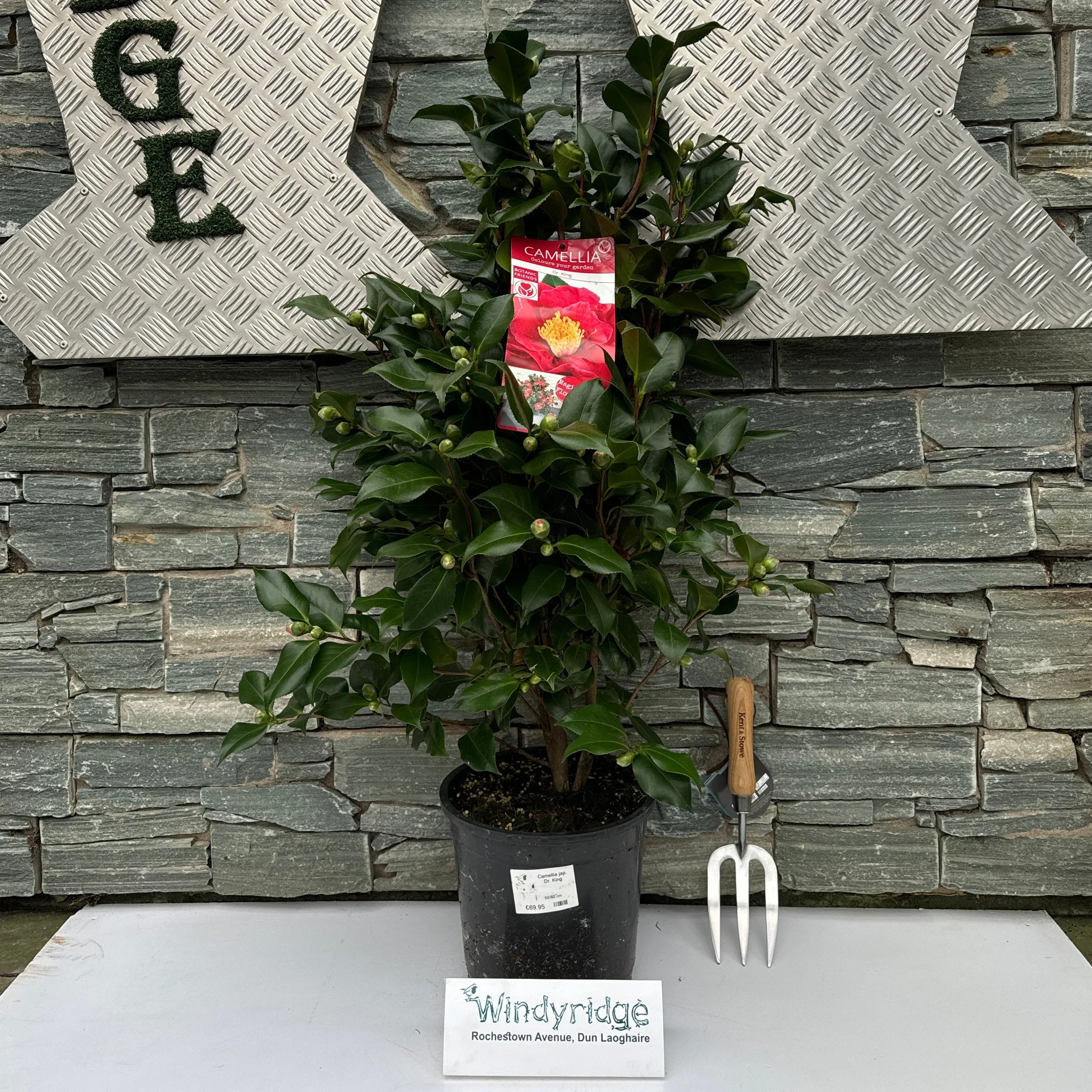 Camellia jap. Dr. King