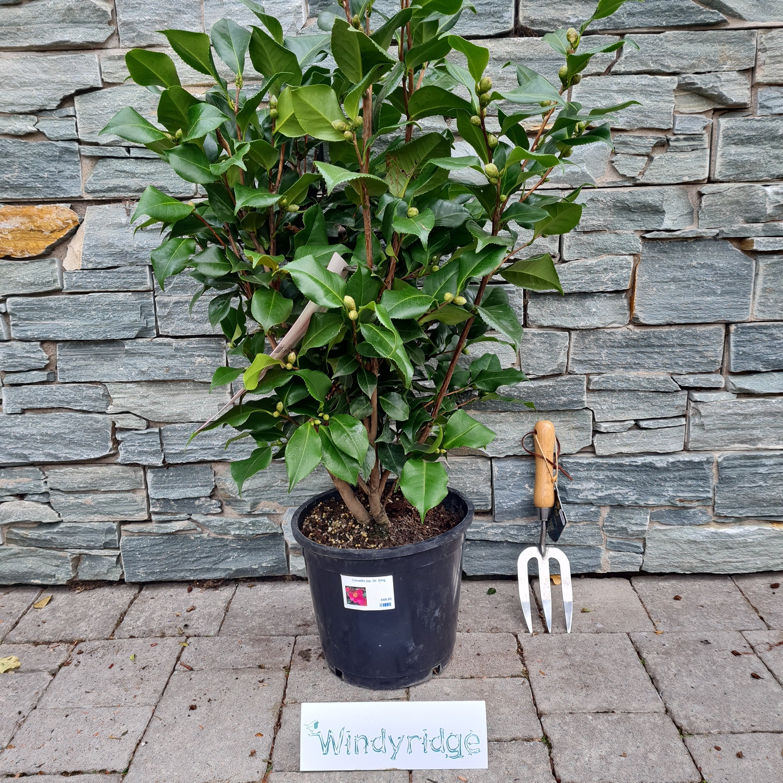 Camellia jap. Dr. King - Image 3