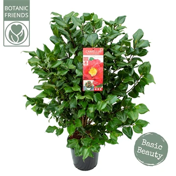 Camellia jap. Dr. King - Image 4