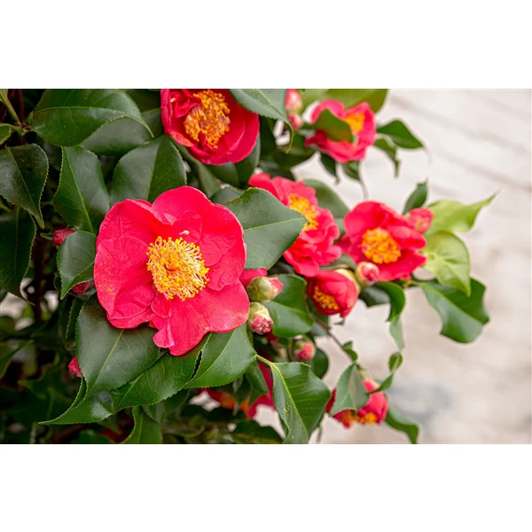 Camellia jap. Dr. King - Image 6
