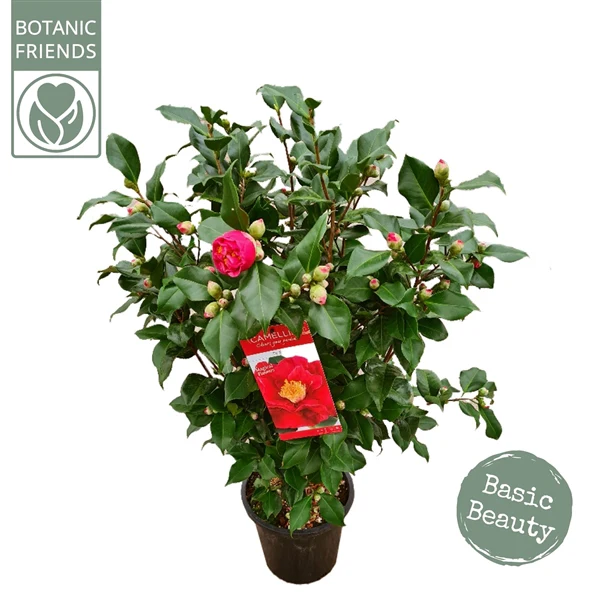 Camellia jap. Dr. King - Image 7