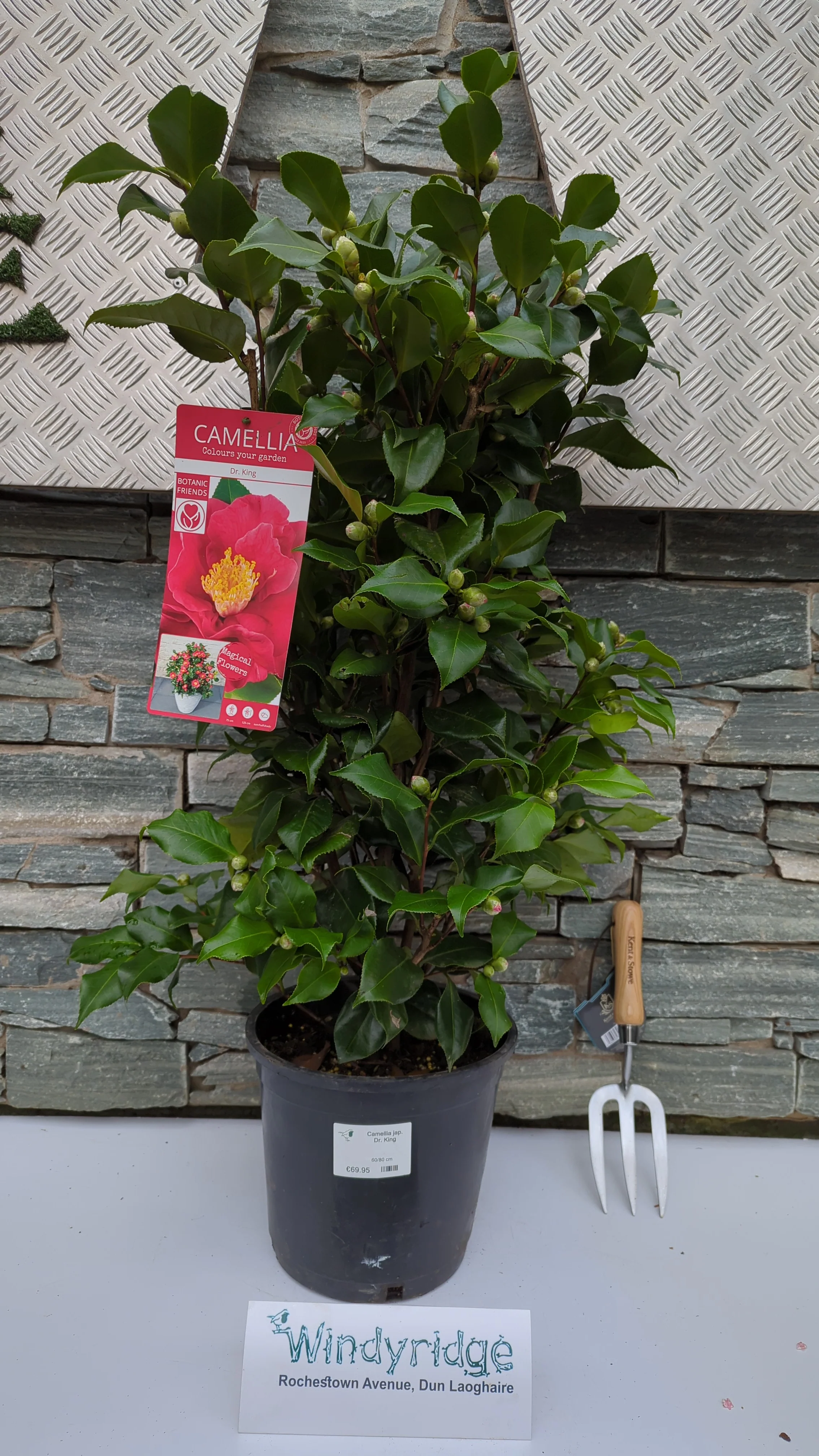 Camellia jap. Dr. King - Image 8