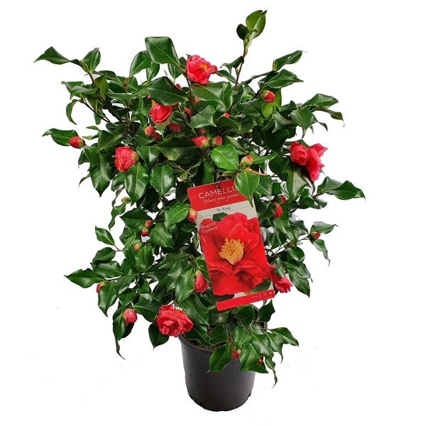 Camellia jap. Dr. King - Image 2