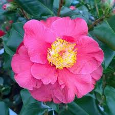 Camellia jap Dr King - Image 2