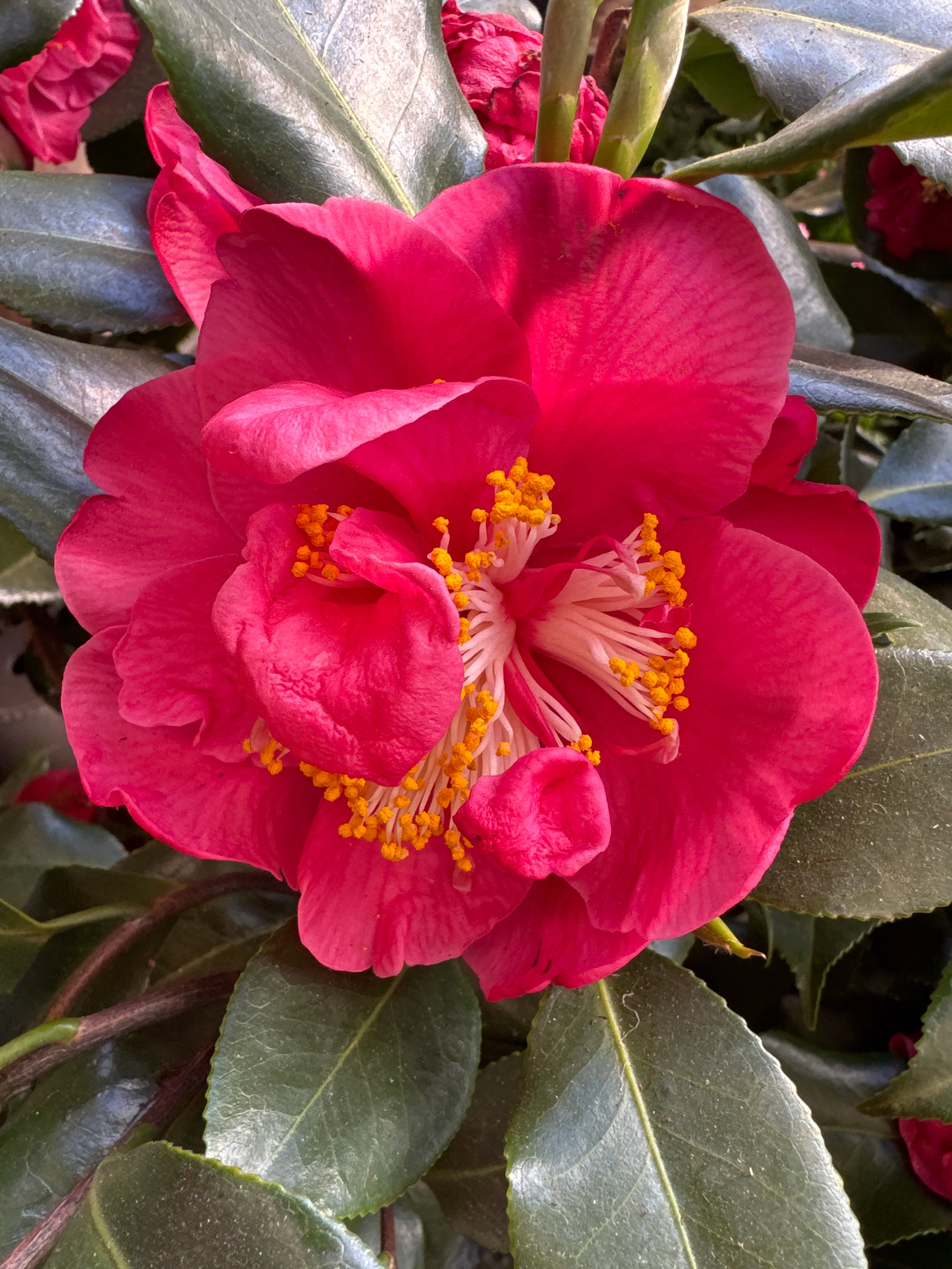 Camellia jap Dr King - Image 4