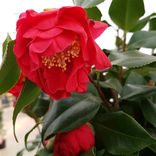Camellia jap. Dr. King - Image 4