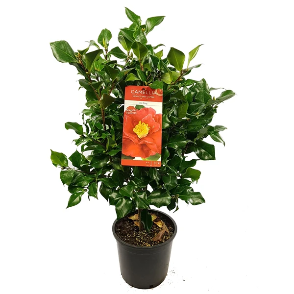 Camellia jap. Dr. King - Image 5