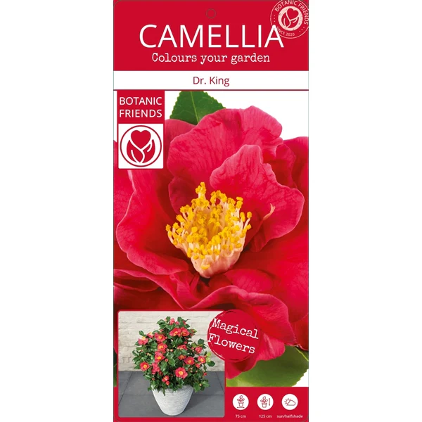 Camellia jap. Dr. King - Image 6