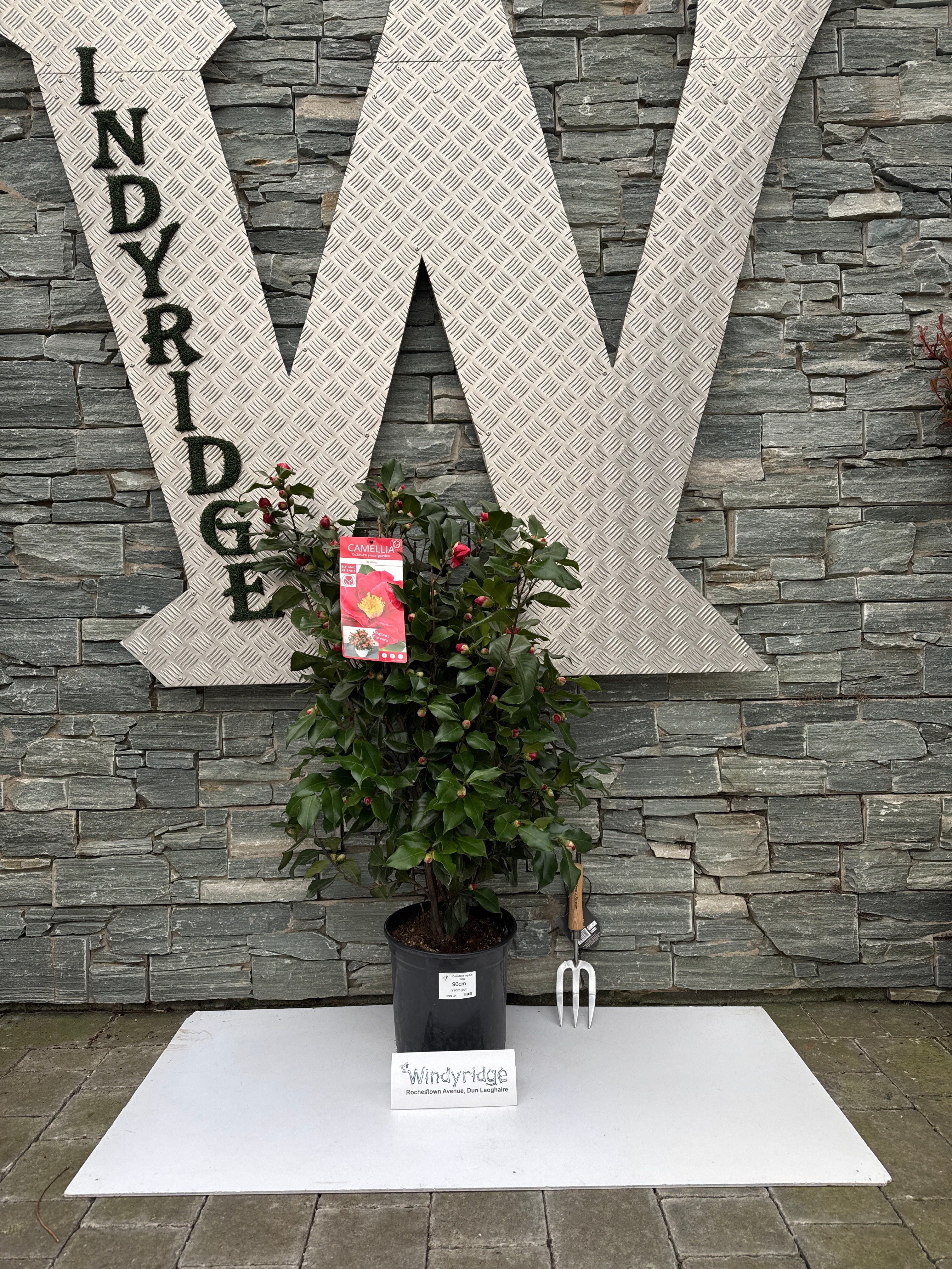 Camellia jap. Dr. King - Image 7