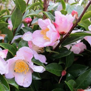 Camellia jap. Fairy Blush