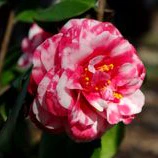 Camellia jap. Fircone
