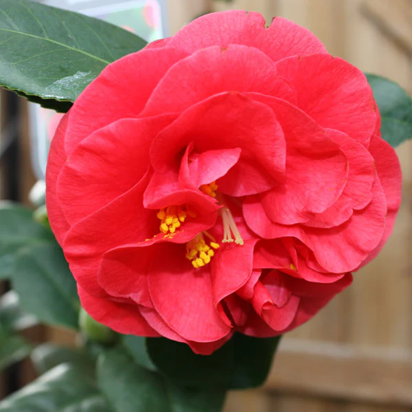 Camellia Jap Lady Campbell