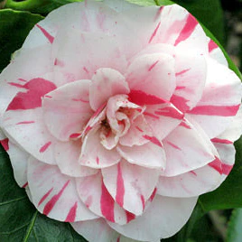 Camellia Jap Lavinia Maggi