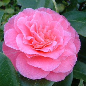 Camellia jap. Marie Bracey