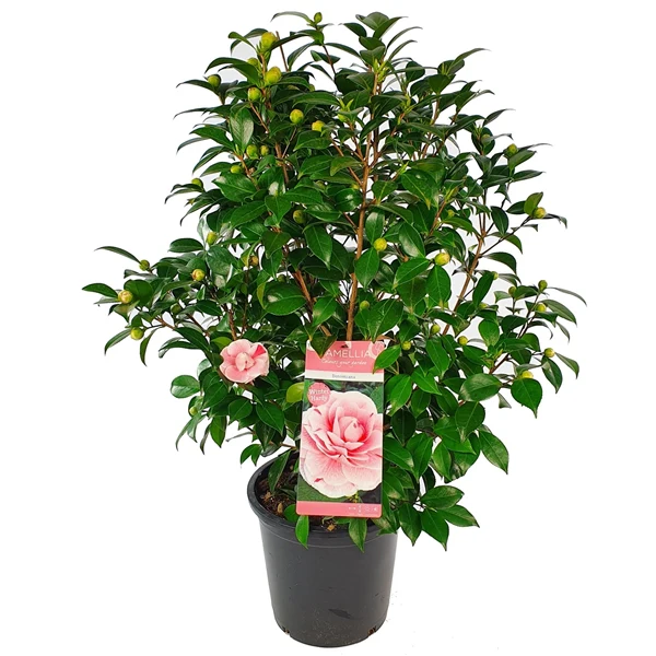Camellia jap. Marie Bracey - Image 2