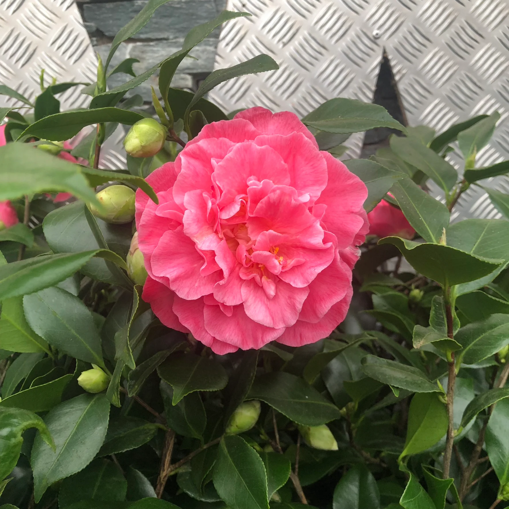Camellia jap. Marie Bracey - Image 3