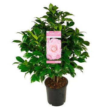 Camellia jap. Nuccios Cameo - Image 3