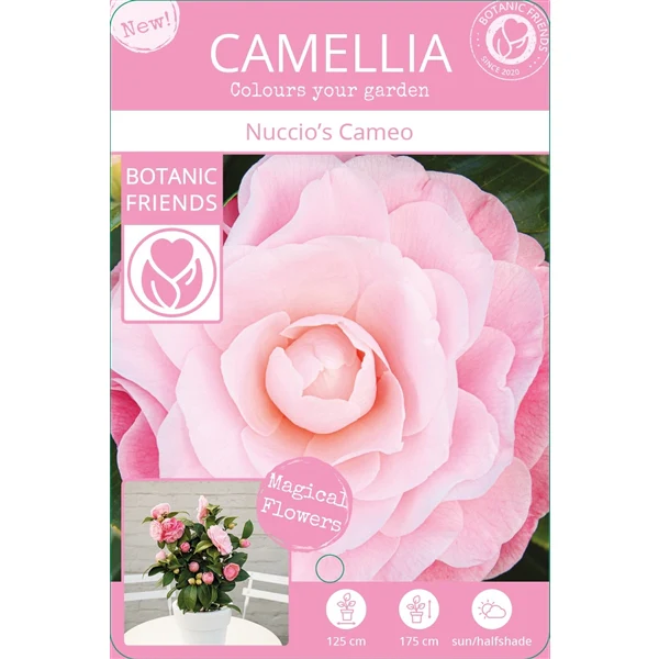 Camellia jap. Nuccios Cameo - Image 4