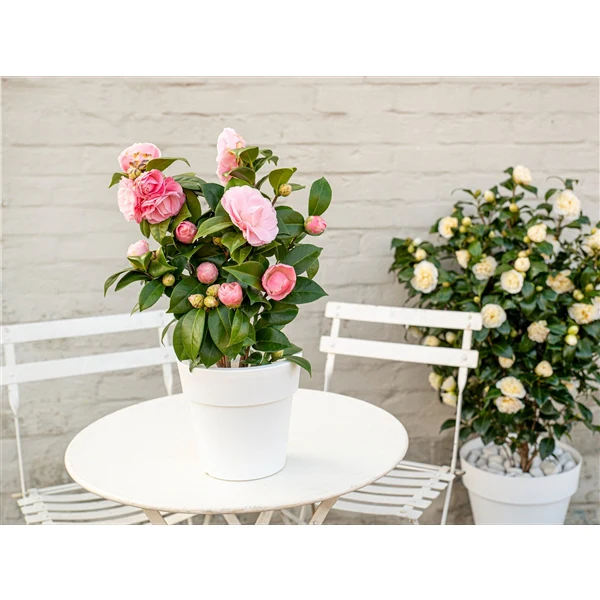 Camellia jap. Nuccios Cameo - Image 5