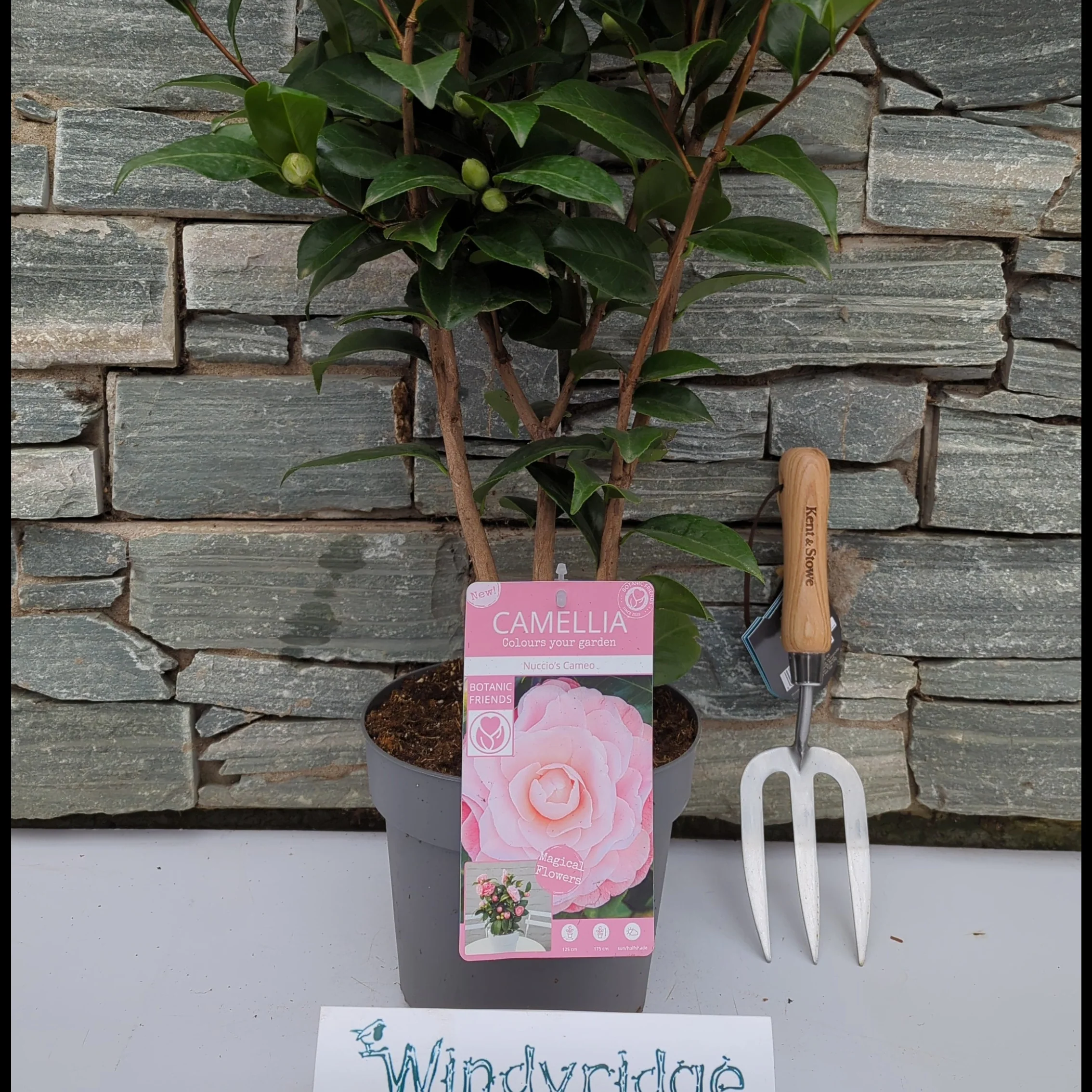 Camellia jap. Nuccios Cameo