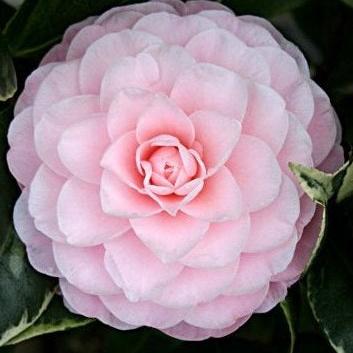 Camellia jap. Nuccios Cameo - Image 2