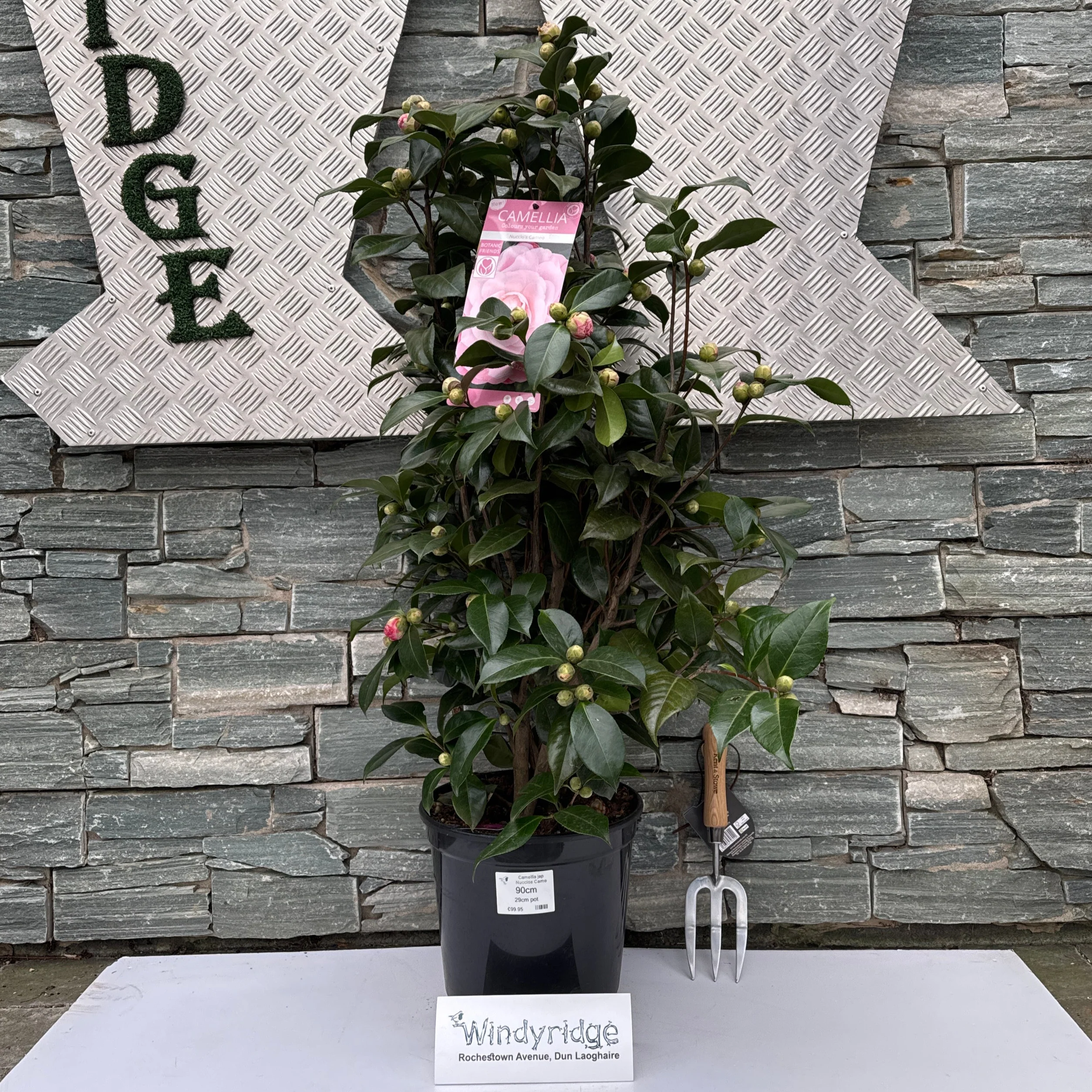 Camellia jap Nuccios Cameo - Image 2