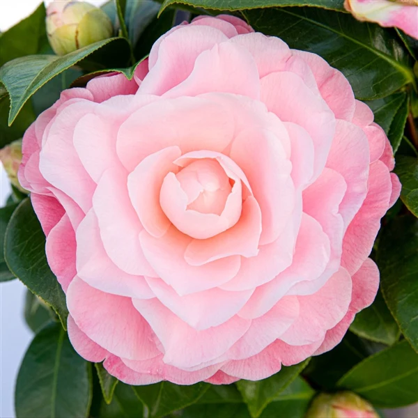 Camellia jap Nuccios Cameo - Image 3