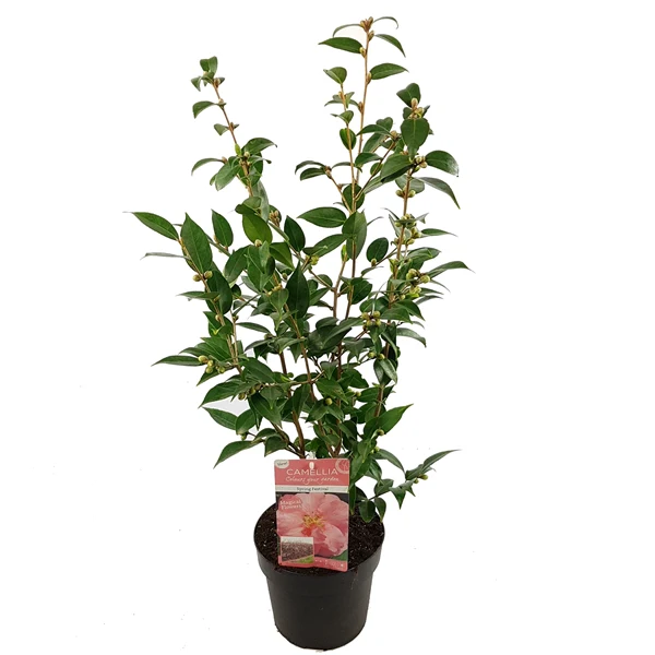 Camellia jap. Spring Festival - Image 3