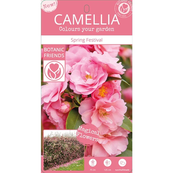 Camellia jap. Spring Festival - Image 6