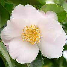 Camellia jap. Winter Perfume Pink - Image 2