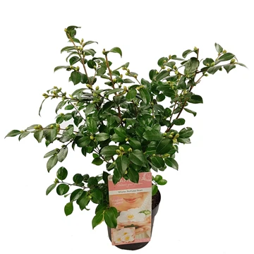 Camellia jap. Winter Perfume Pink - Image 3