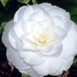 camellia japonica