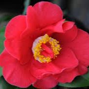 CAMELLIA JAPONICA DR. KING