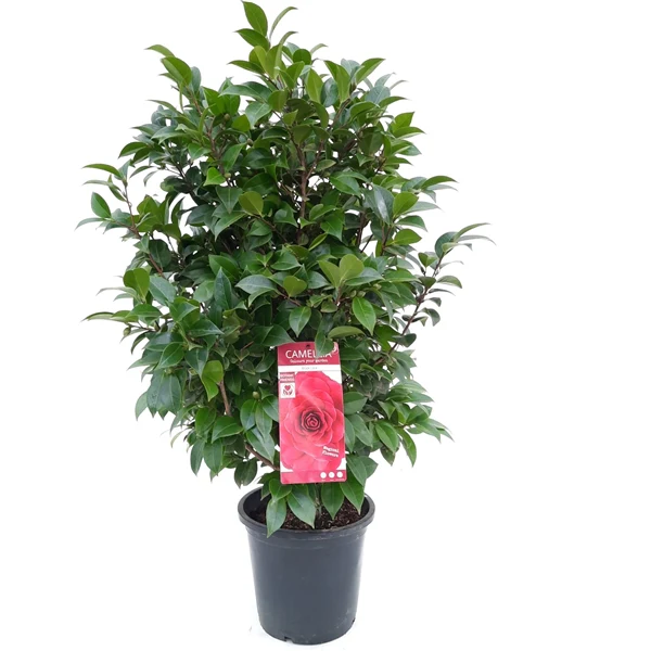 Camellia ret. Black Lace - Image 2