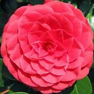 Camellia ret. Black Lace