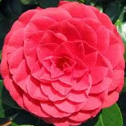 Camellia ret. Black Lace - Image 2