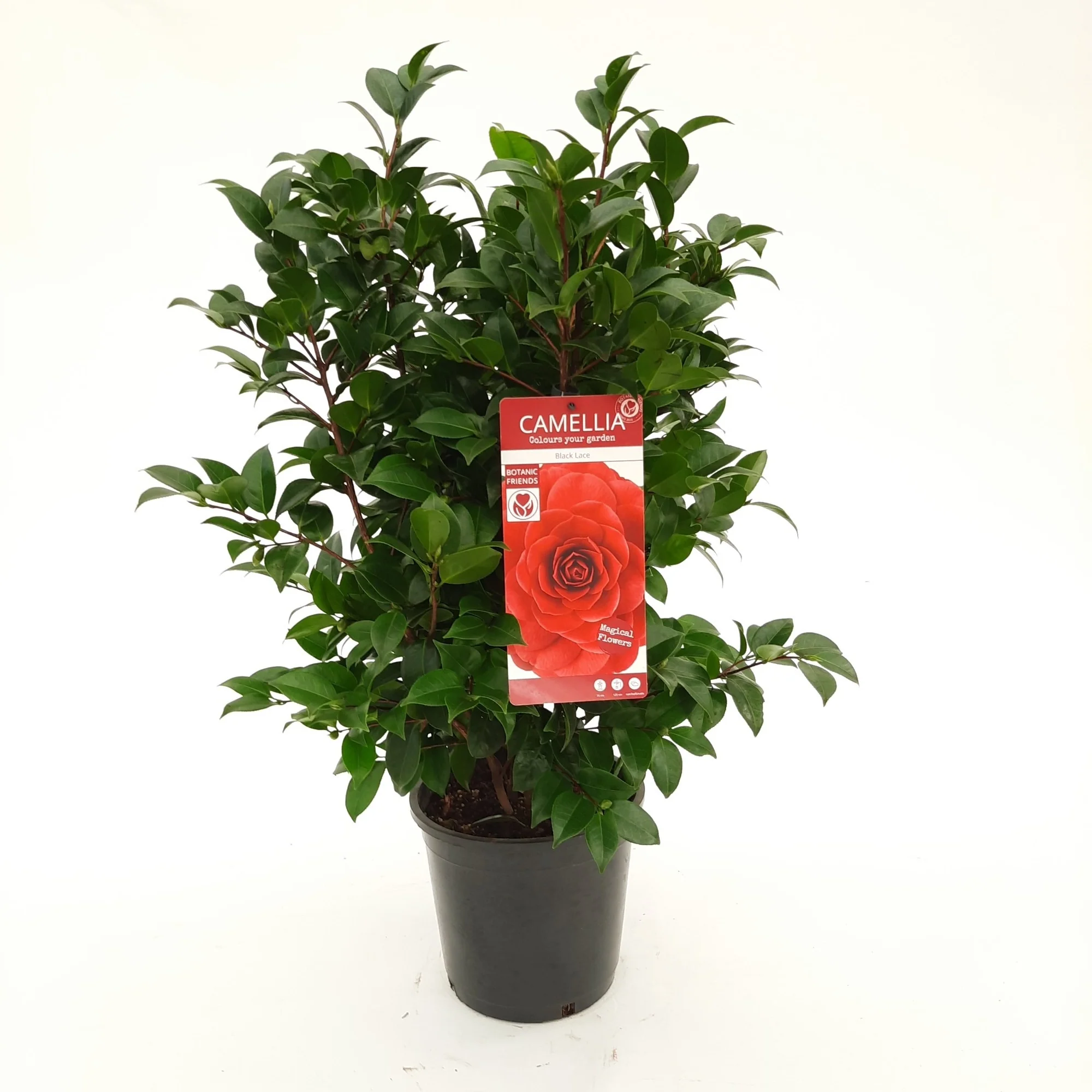 Camellia ret. Black Lace - Image 3